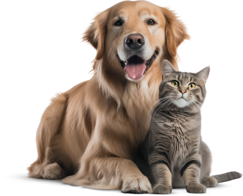 Cachorro e Gato
